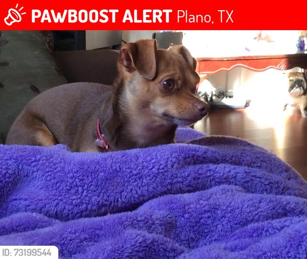 Lost Female Dog last seen Rosita court, Plano, TX 75074