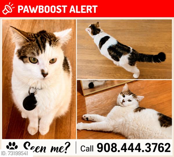 Lost Male Cat last seen Lima Farms Amwell Rd, Hillsboro NJ, Hillsborough Township, NJ 08844