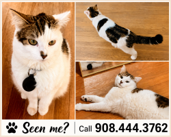 Lost Male Cat last seen Lima Farms Amwell Rd, Hillsboro NJ, Hillsborough Township, NJ 08844