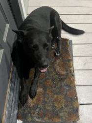 Found/Stray Female Dog last seen 27th and Princeton, Houston, TX 77008