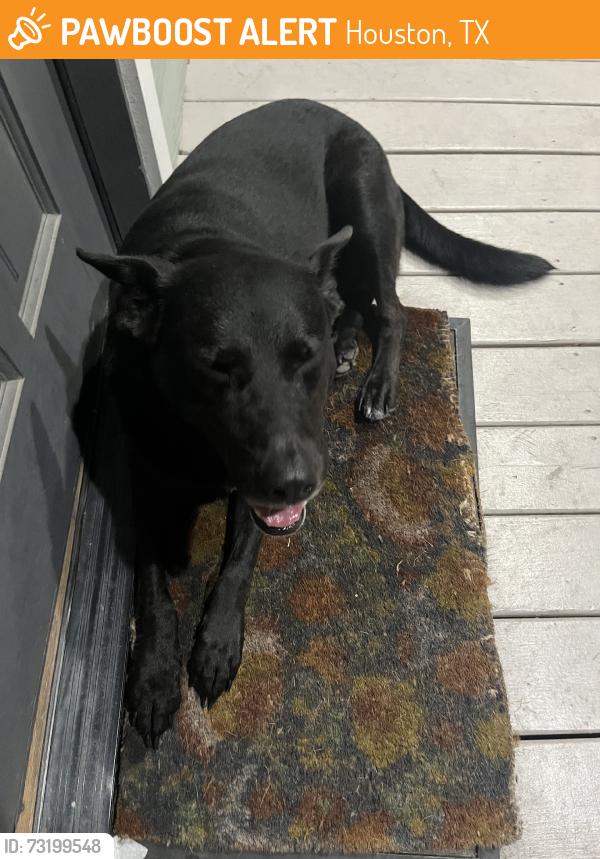 Found/Stray Female Dog last seen 27th and Princeton, Houston, TX 77008