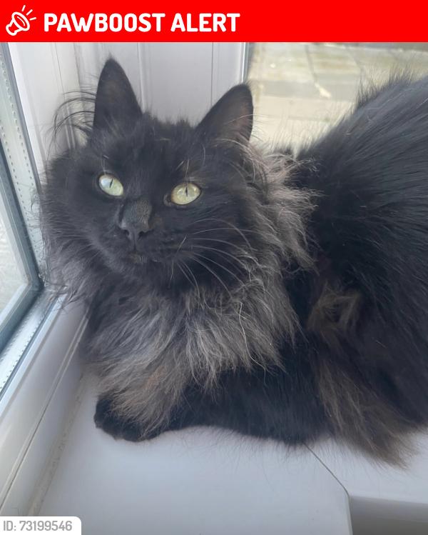 Lost Female Cat last seen Meadowvale park, Carryduff, Northern Ireland 