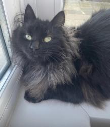 Lost Female Cat last seen Meadowvale park, Carryduff, Northern Ireland 