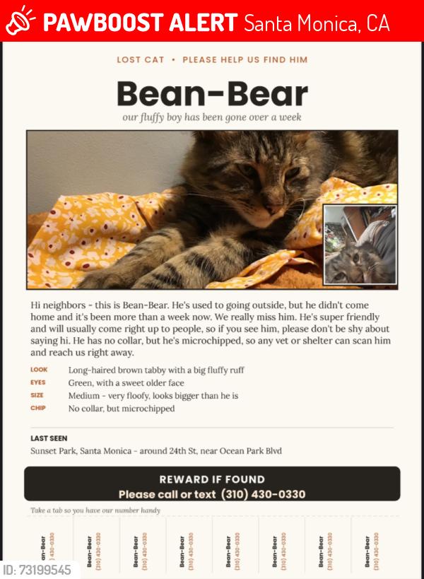 Lost Male Cat last seen Pearl st 24th street, Santa Monica, CA 90405