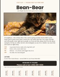 Lost Male Cat last seen Pearl st 24th street, Santa Monica, CA 90405