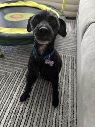 Lost Male Dog last seen Finley Ridge s, Greensboro, NC 27455