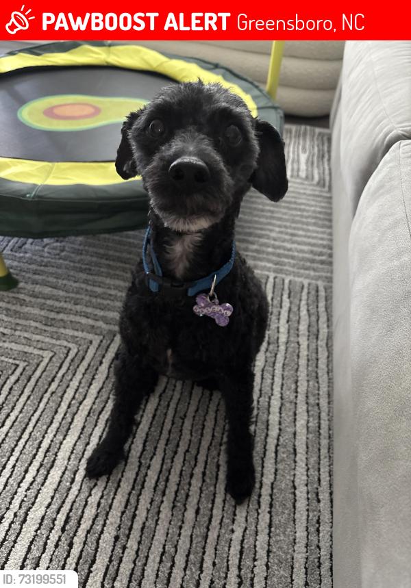 Lost Male Dog last seen Finley Ridge s, Greensboro, NC 27455