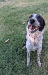 Found/Stray Female Dog last seen Bowen avenue, Tully, Modesto, CA 95350