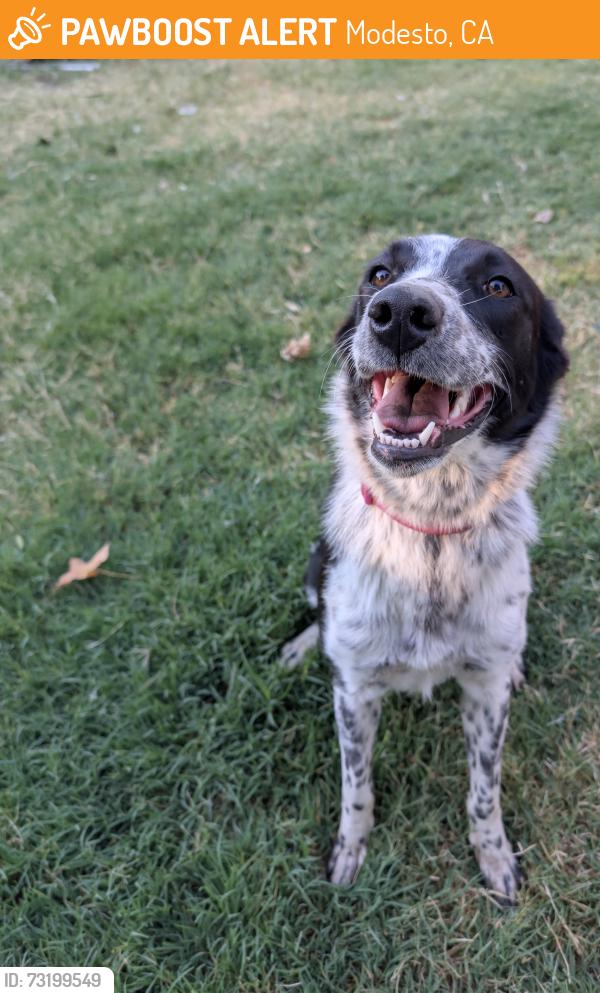 Found/Stray Female Dog last seen Bowen avenue, Tully, Modesto, CA 95350