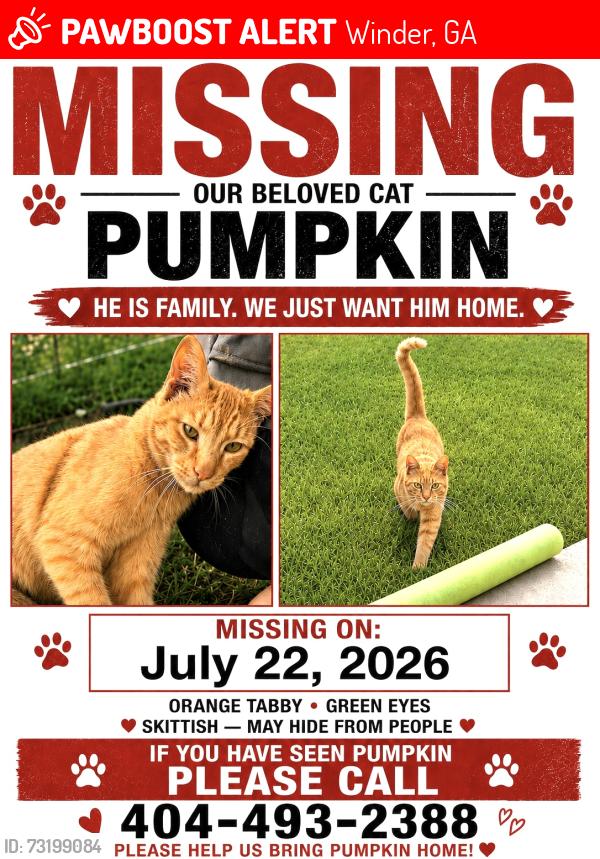 Lost Male Cat last seen County line elementary school, Winder, GA 30680