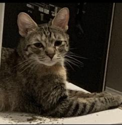 Reunited Female Cat last seen Bushard Yorktown, Huntington Beach, CA 92646