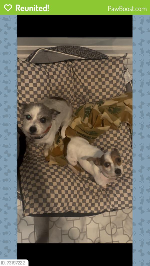 Reunited Male Dog last seen Near Tangleberry cv, Memphis, TN 38119
