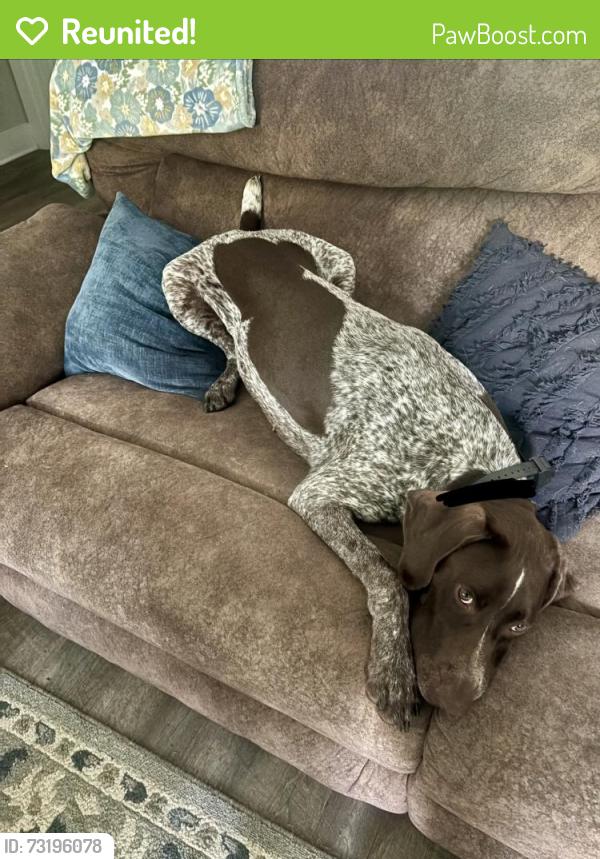 Reunited Male Dog last seen Bay Springs, Villa Rica, GA 30180