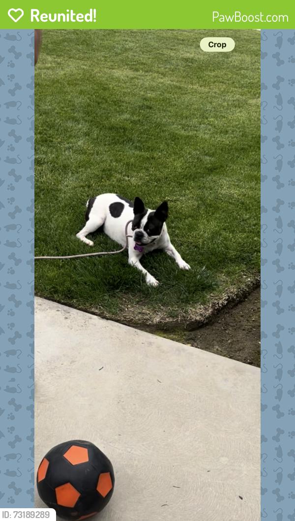 Reunited Female Dog last seen Near Rawson Ave Sanger ca, Sanger, CA 93657
