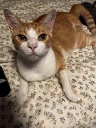 Lost Male Cat last seen louetta reserve way and bending bough, Spring, TX 77388
