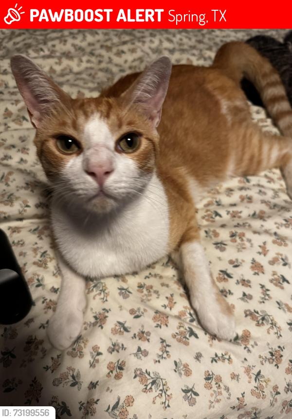 Lost Male Cat last seen louetta reserve way and bending bough, Spring, TX 77388