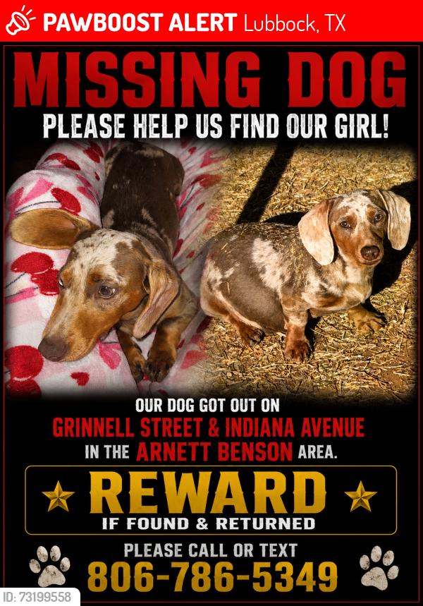 Lost Female Dog last seen Between Clovis Road and Erskine. North Indiana, Lubbock, TX 79401