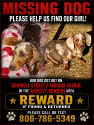 Lost Female Dog last seen Between Clovis Road and Erskine. North Indiana, Lubbock, TX 79401