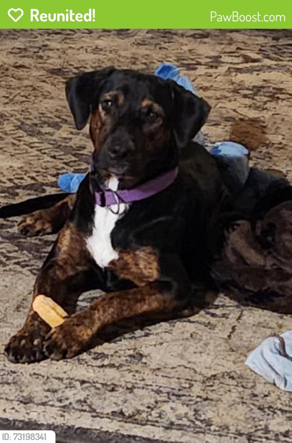 Reunited Male Dog last seen Dean Rd, Smith County, TX 75709
