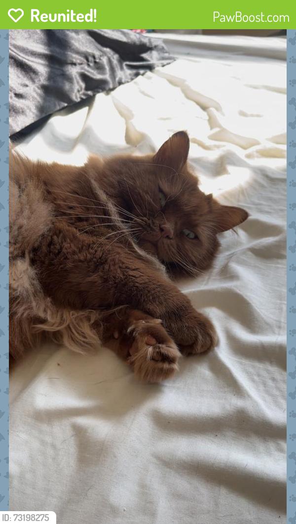 Reunited Male Cat last seen Wendell Avenue, Louisville, KY 40205