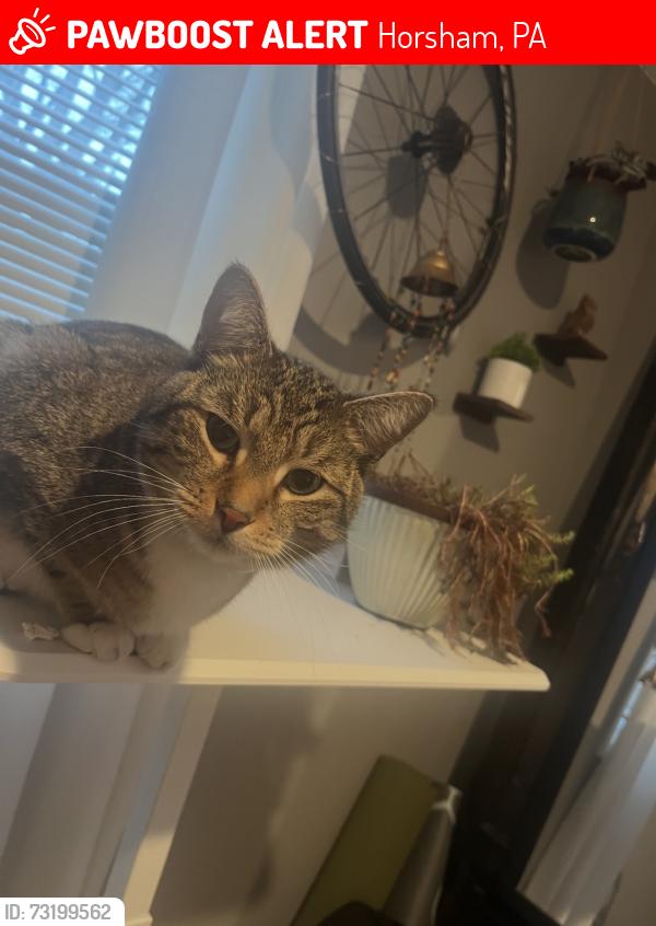 Lost Male Cat last seen Behind Family Pat Clinic, Horsham, PA 19044
