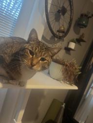 Lost Male Cat last seen Behind Family Pat Clinic, Horsham, PA 19044