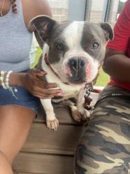 Shelter Stray Female Dog last seen Near Lafayette LN, Atlanta, GA, 1251 Fulton Industrial Blvd NW, Atlanta, GA 30336, USA