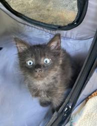 Shelter Stray Male Cat last seen Near Hollywood Rd, Atlanta, GA, 1251 Fulton Industrial Blvd NW, Atlanta, GA 30336, USA