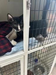 Shelter Stray Male Cat last seen downtown, City of Alvarado, TX, 602 S Pkwy Dr, Alvarado, TX 76009, USA