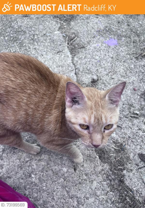 Found/Stray Unknown Cat last seen Madison St., Radcliffe Madison mobile home, Radcliff, KY 40160