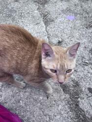 Found/Stray Unknown Cat last seen Madison St., Radcliffe Madison mobile home, Radcliff, KY 40160
