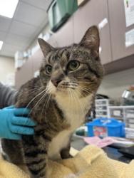 Shelter Stray Female Cat last seen Liberation Trace, Noblesville City, IN, 10501 Hague Rd, Fishers, IN 46038, USA