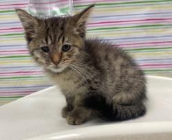 Shelter Stray Male Cat last seen Poe St Bowling Green 43402, Lucas County, OH, 827 Illinois Ave, Maumee, OH 43537, USA