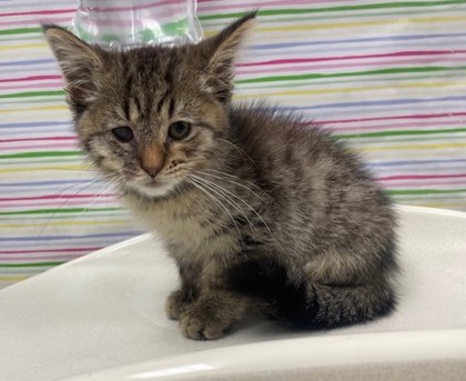 Shelter Stray Male Cat last seen Poe St Bowling Green 43402, Lucas County, OH, 827 Illinois Ave, Maumee, OH 43537, USA
