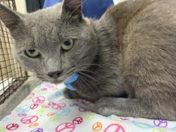 Shelter Stray Male Cat last seen Near Lucille Drive, North Charleston, SC, 2455 Remount Rd, North Charleston, SC 29406, USA