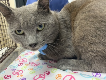 Shelter Stray Male Cat last seen Near Lucille Drive, North Charleston, SC, 2455 Remount Rd, North Charleston, SC 29406, USA