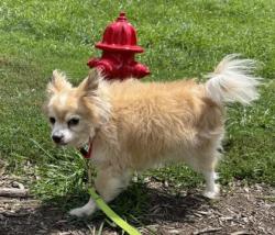 Shelter Stray Male Dog last seen Fairfax City, 22031 VA, Silver King Ct/Pickett Rd, Fairfax City, VA, 4500 West Ox Rd, Fairfax, VA 22030, USA