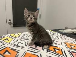 Shelter Stray Female Cat last seen Brookside Rd & W 80th St, 64114, 64114, MO, 7077 Elmwood Ave, Kansas City, MO 64132, USA