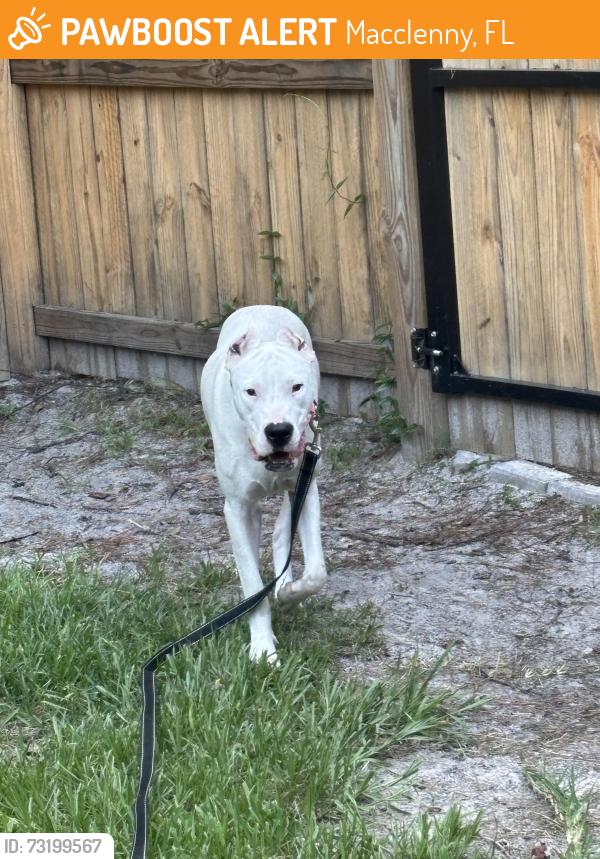 Found/Stray Female Dog last seen Jonathan street, Macclenny, FL 32063