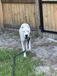 Found/Stray Female Dog last seen Jonathan street, Macclenny, FL 32063