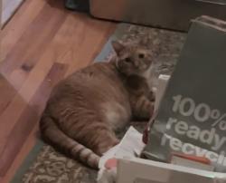 Reunited Male Cat last seen Back of Wade Hampton High school, down the street from Lidl & McDonald’s, Greenville, SC 29609