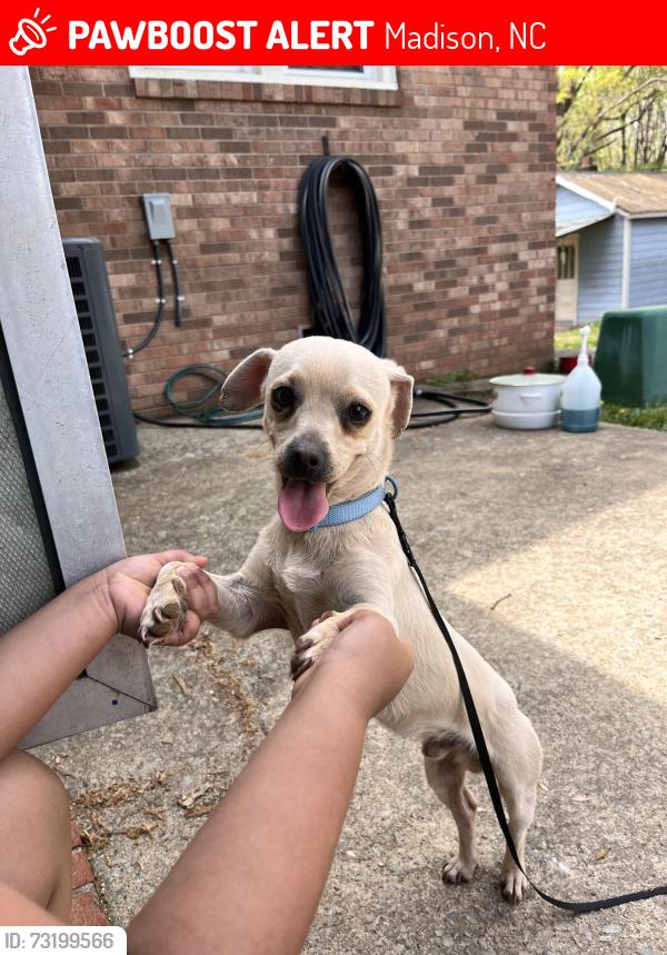 Lost Male Dog last seen Near the town of Madison and mayodan close to Lowe’s too, Madison, NC 27025