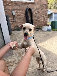 Lost Male Dog last seen Near the town of Madison and mayodan close to Lowe’s too, Madison, NC 27025