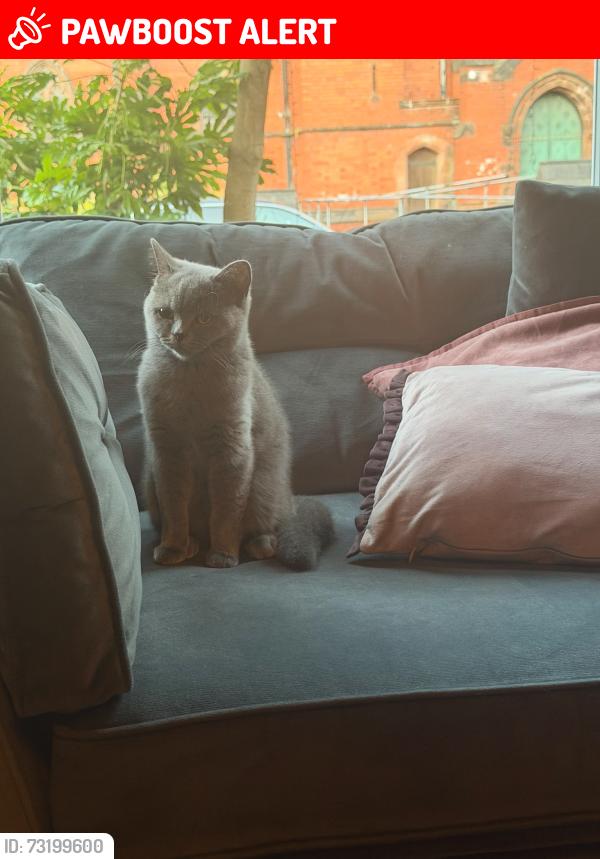 Lost Female Cat last seen Ullet Road, Merseyside, England L17 2AR