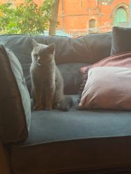 Lost Female Cat last seen Ullet Road, Merseyside, England L17 2AR
