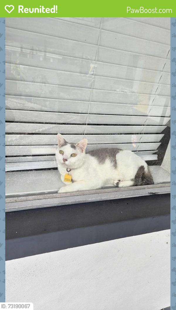 Reunited Male Cat last seen Trinity Presbyterian Church, Clearwater, FL 33765