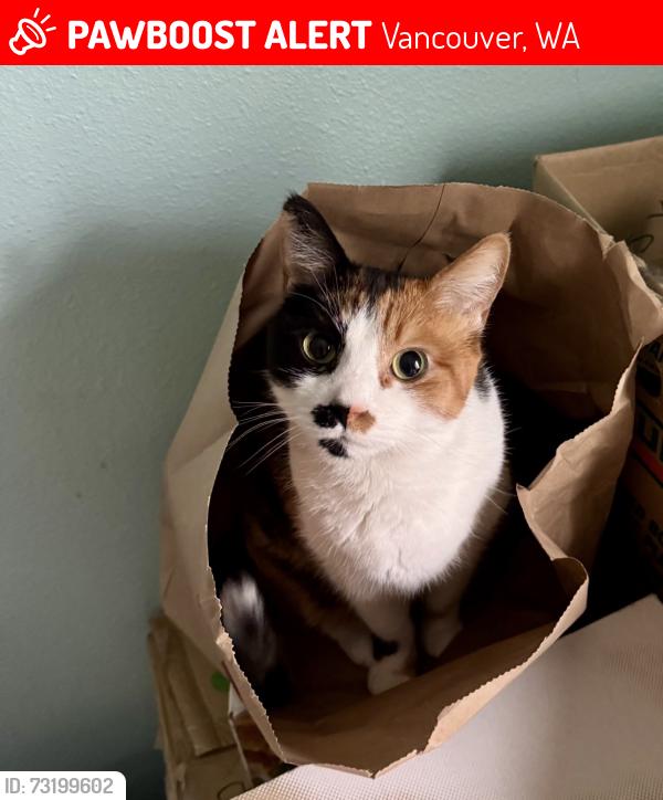 Lost Female Cat last seen Shorecrest Terrace Neighborhood, Vancouver, WA 98660