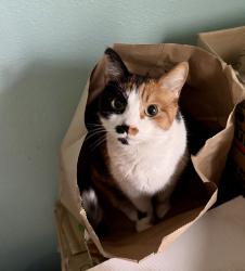Lost Female Cat last seen Shorecrest Terrace Neighborhood, Vancouver, WA 98660