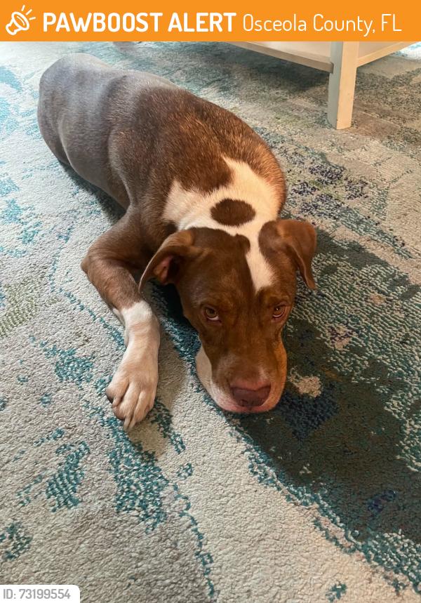 Found/Stray Male Dog last seen Avenue A and 17/92, Osceola County, FL 34758