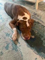 Found/Stray Male Dog last seen Avenue A and 17/92, Osceola County, FL 34758